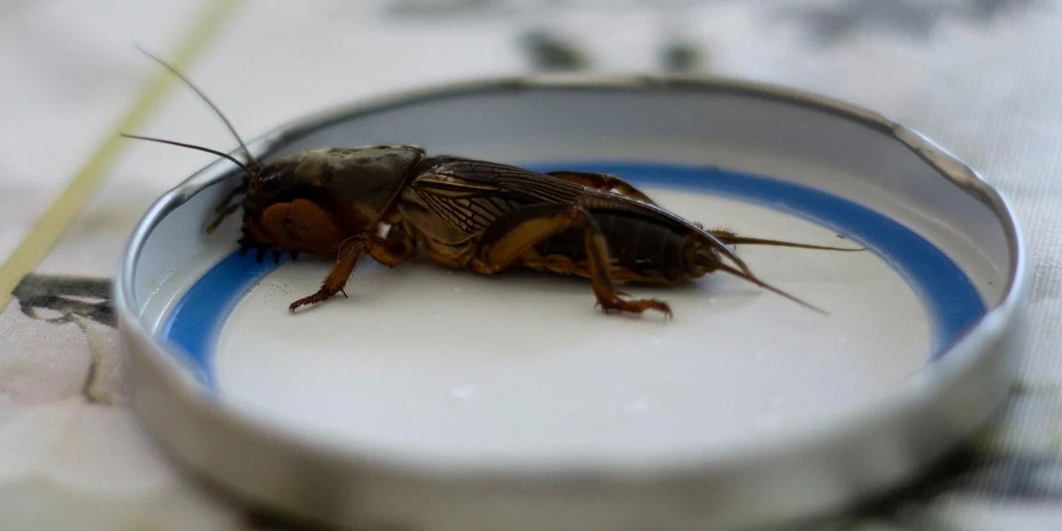 A single brown cricket resting on the rim of a shallow white dish with a blue edge.