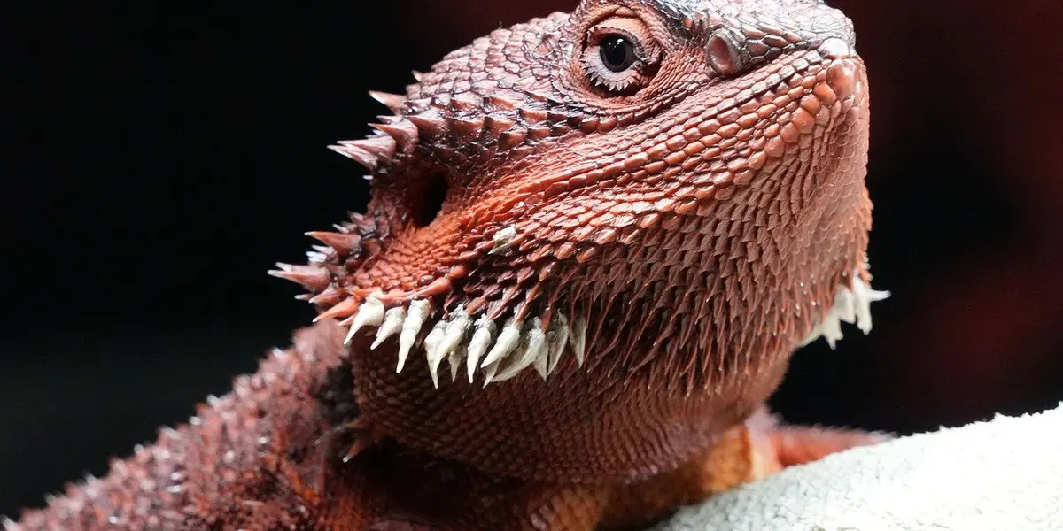 Close-up of a bearded dragon's head, showing textured scales and spines.