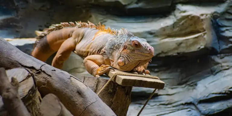 Bearded dragon perched on a wooden platform, looking still and alert.