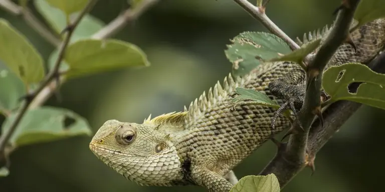 Bearded dragon perched on a branch among green leaves.