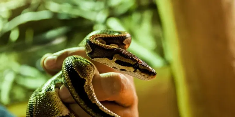A small snake held by a hand inside a green, plant-filled bioactive vivarium