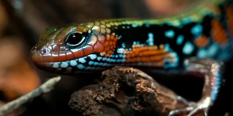 Close-up of a brightly colored lizard resting on rocks in a naturalistic enclosure.