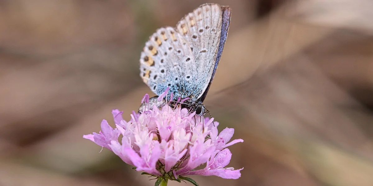 Blue butterfly perched on a pink flower