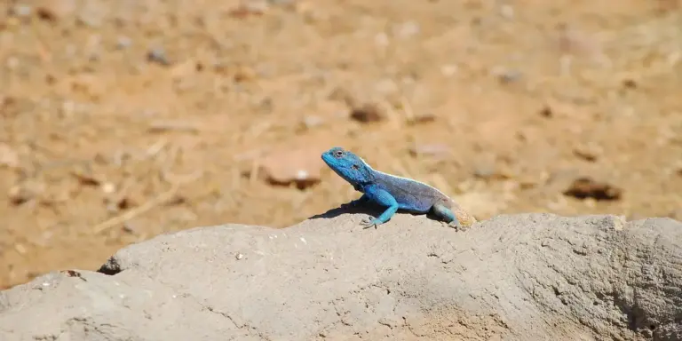 Blue gecko perched on a light-colored rock in a dry, sandy environment.