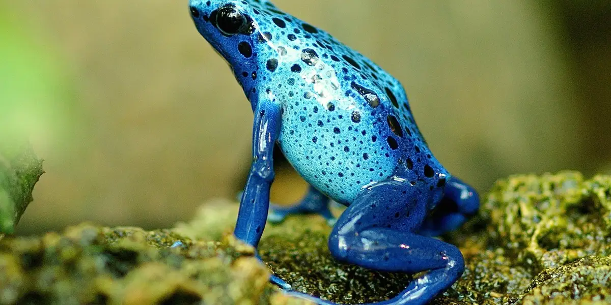 Blue poison dart frog perched on a mossy rock, blue with black speckles.