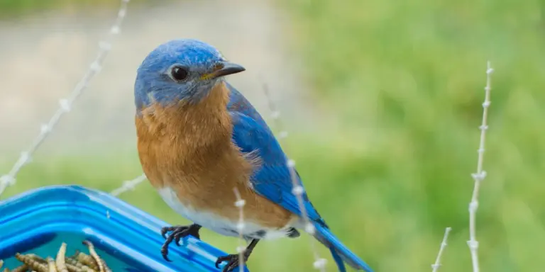A blue-and-orange bird perched on a blue feeder outdoors.