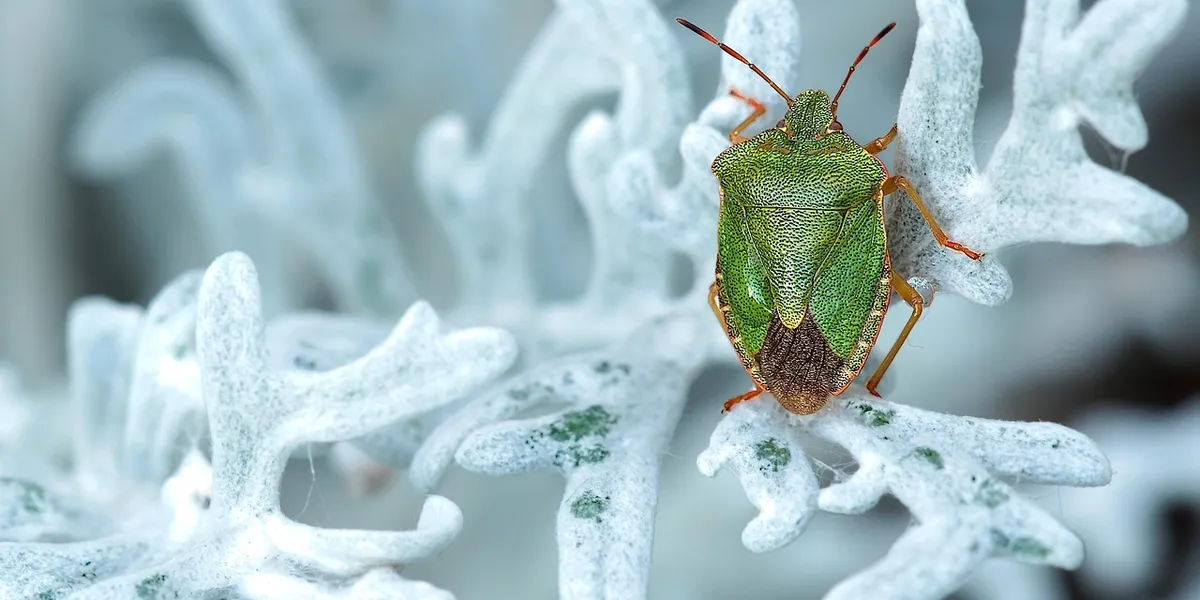 Green shield bug perched on pale, coral-like vegetation inside a bioactive enclosure.
