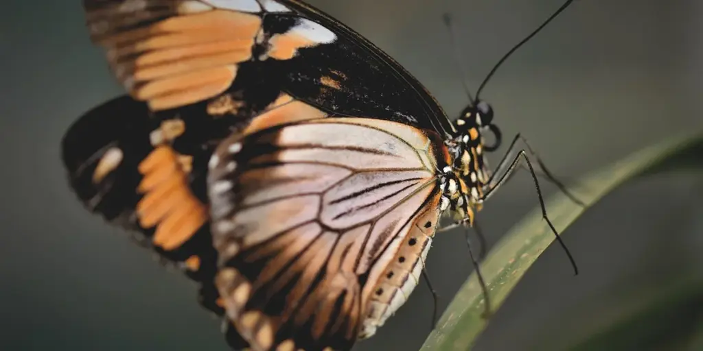 The Ultimate Guide to Feeder Insect Nutrition and Supplements