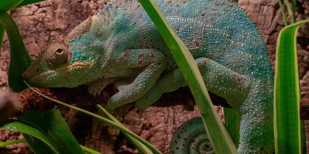 Green chameleon perched on a branch inside a terrarium with soil substrate and plant foliage