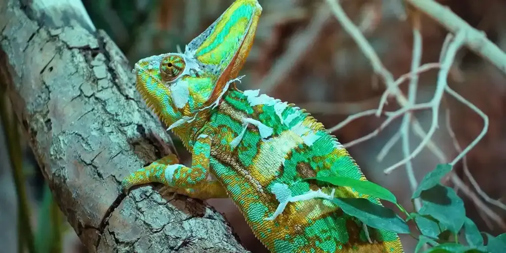 Bioactive vs Traditional Enclosures: Which is Better for Your Gecko?