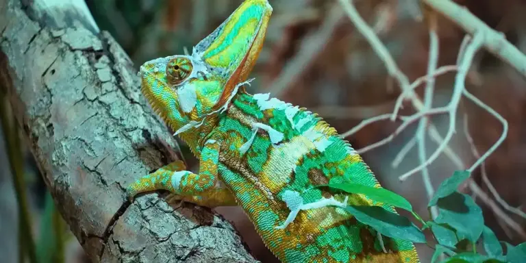 Green and turquoise chameleon perched on a rough-barked branch in a naturalistic enclosure.