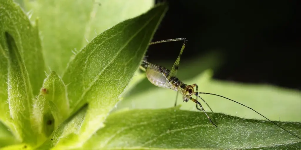 Best Live Insects to Feed Your Gecko