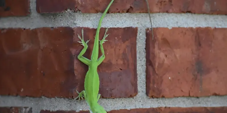 A bright green crested gecko clinging to a brick wall