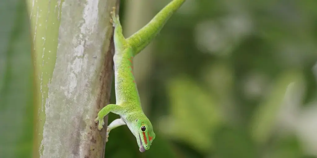 Why Do Crested Geckos Bury Themselves?