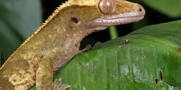 Close-up of a crested gecko perched on a broad green leaf, displaying its textured tan-brown skin and large, rounded eye