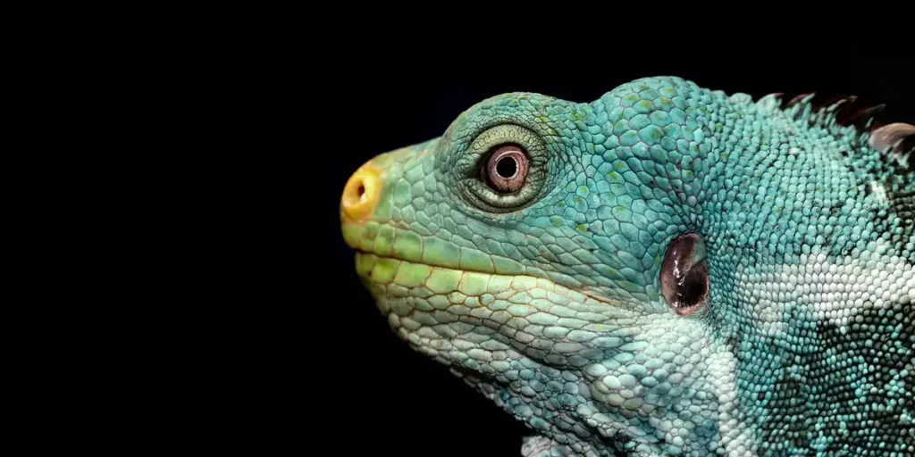 How Often to Feed Your Crested Gecko: A Simple Feeding Schedule