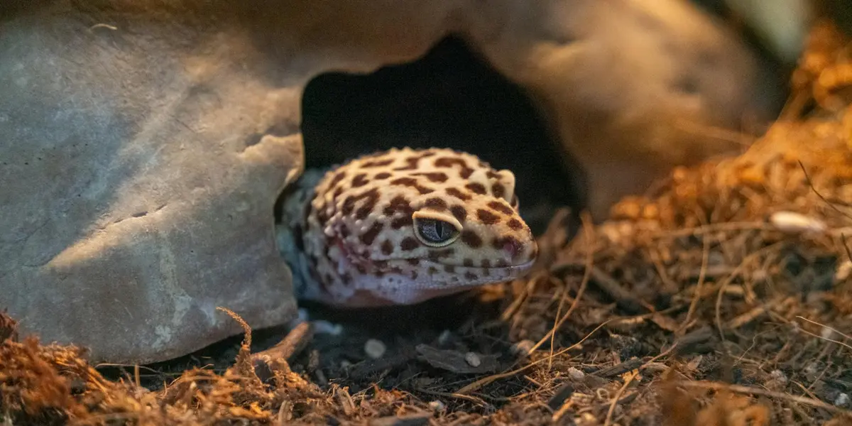 Leopard-patterned crested gecko peeking from a rock cave in a naturalistic terrarium.