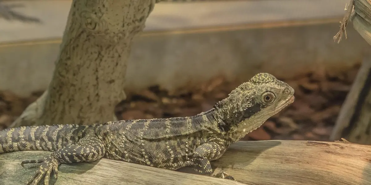 Crested gecko perched on a wooden branch inside a terrarium.