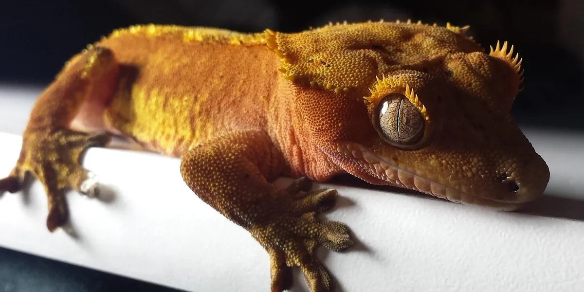 Close-up of a crested gecko with textured orange-brown skin and a large eye, resting on a white ledge.