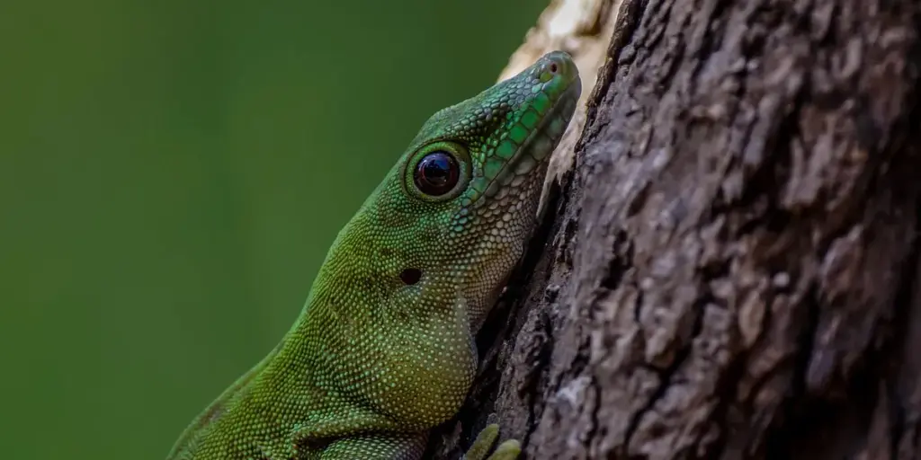 Proper Misting Techniques for Leopard & Crested Geckos