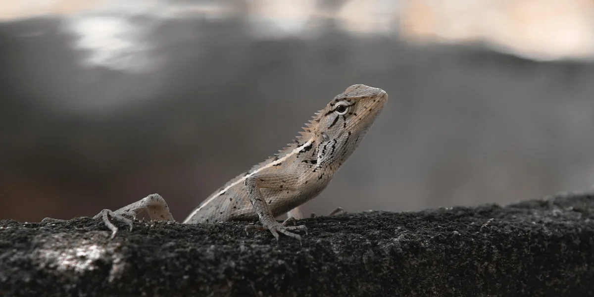 Close-up of a crested gecko perched on a dark rock, illustrating its natural habitat in New Caledonia.