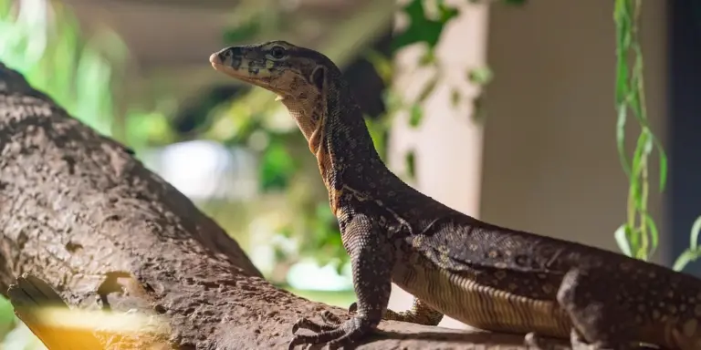 Crested gecko perched on a branch inside a terrarium.