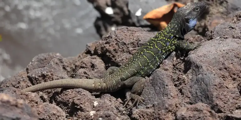 Crested gecko clinging to dark rocky surface.