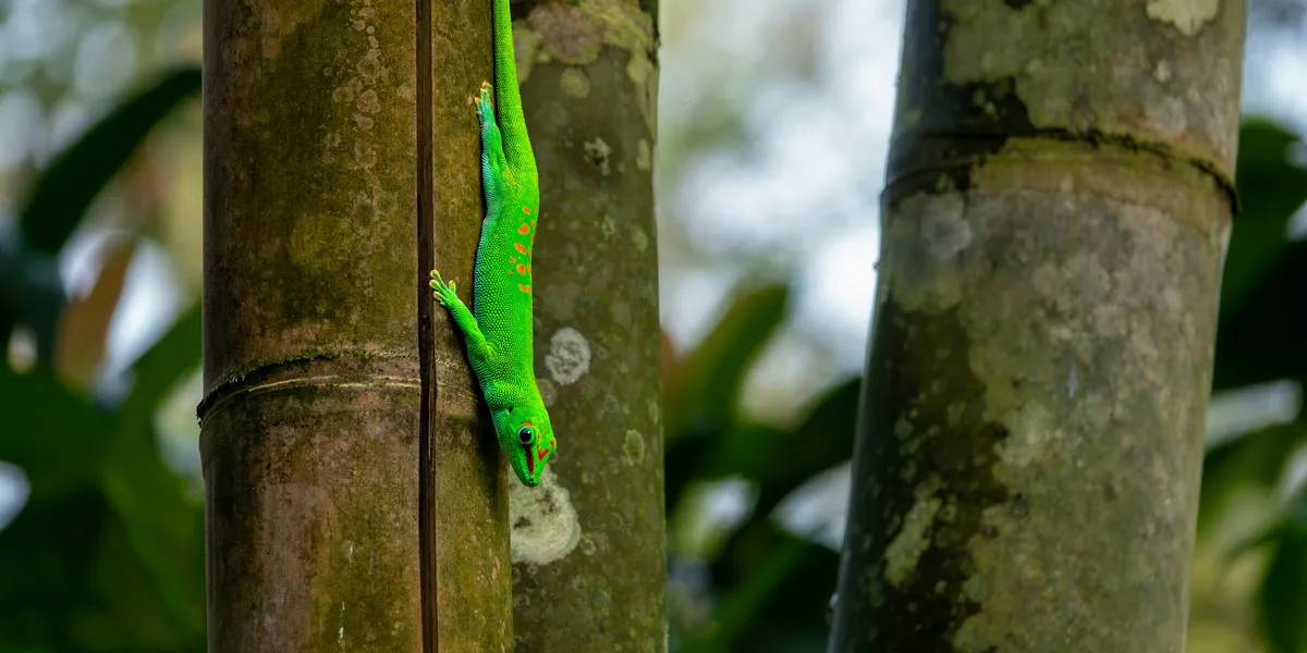 Bright green crested gecko clinging to a vertical tree trunk with a blurred leafy background.