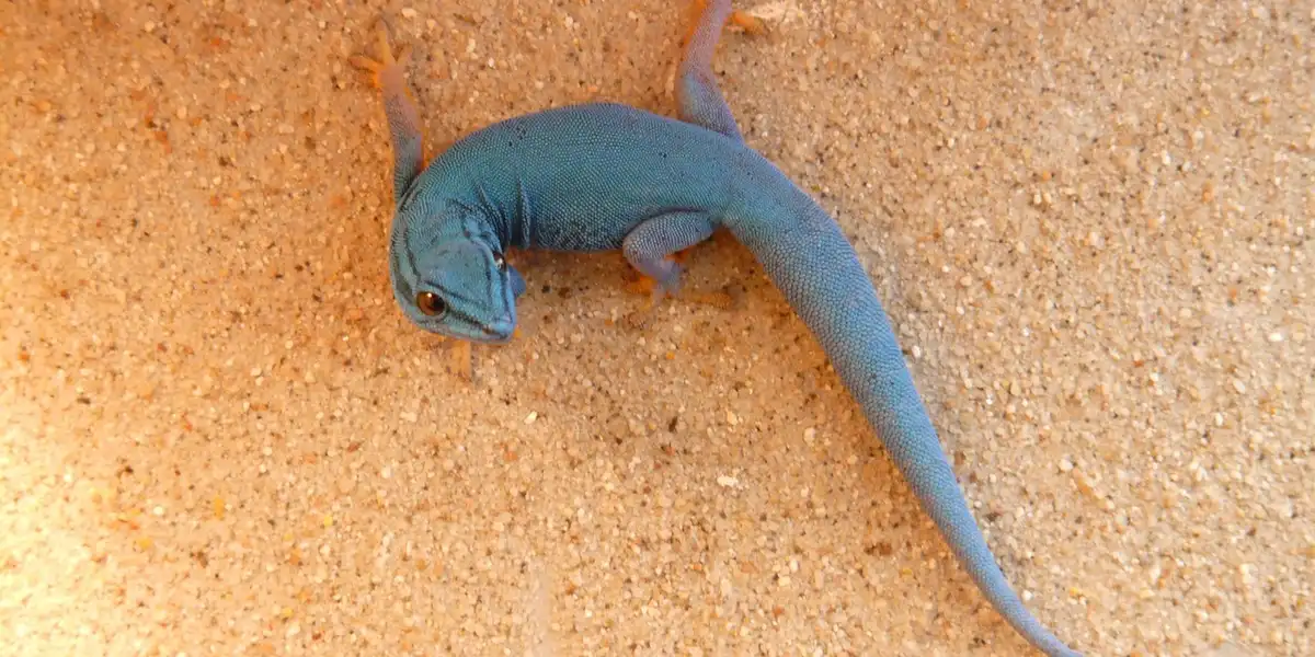 Blue crested gecko on sandy substrate, illustrating potential weight concerns