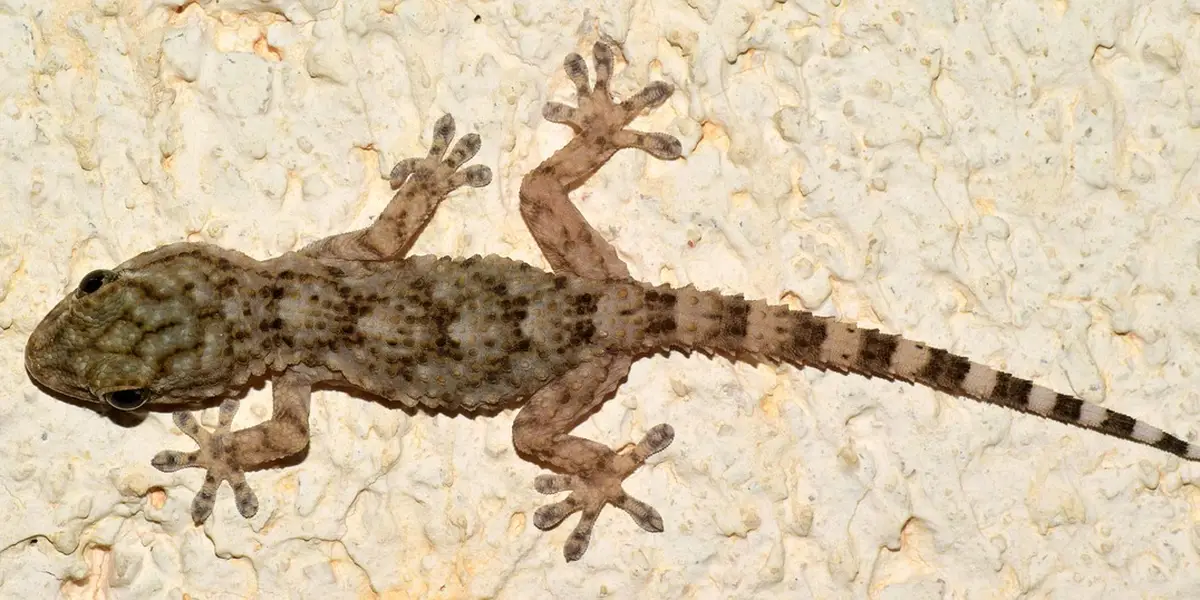 A crested gecko clinging to a textured wall with spread toes, illustrating climbing behavior