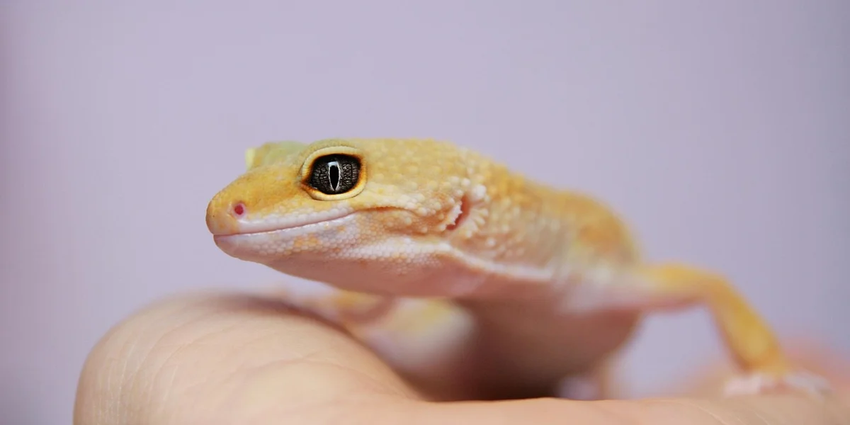 Close-up of an orange crested gecko perched on a person's hand.