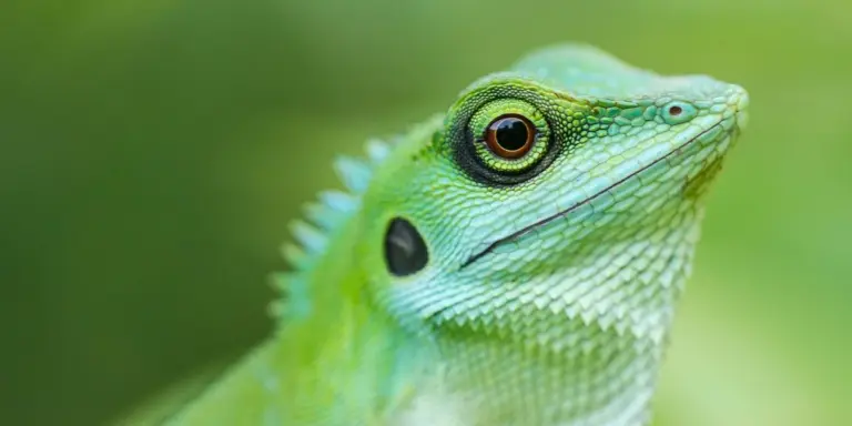 Close-up of a green crested gecko with a round, amber eye and textured scales, set against a blurred green background.