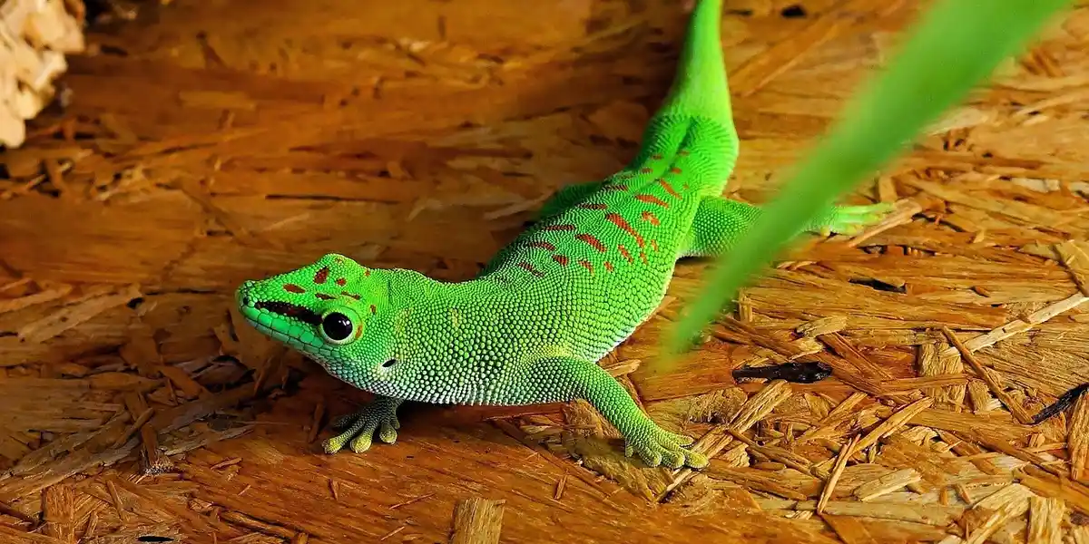 Bright-green day gecko with subtle red markings on its back, perched on a brown wooden substrate.