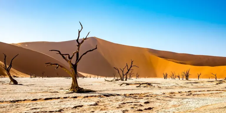 Desert landscape with barren, wind-worn trees and orange sand dunes under a bright blue sky, illustrating extreme heat and dry conditions.