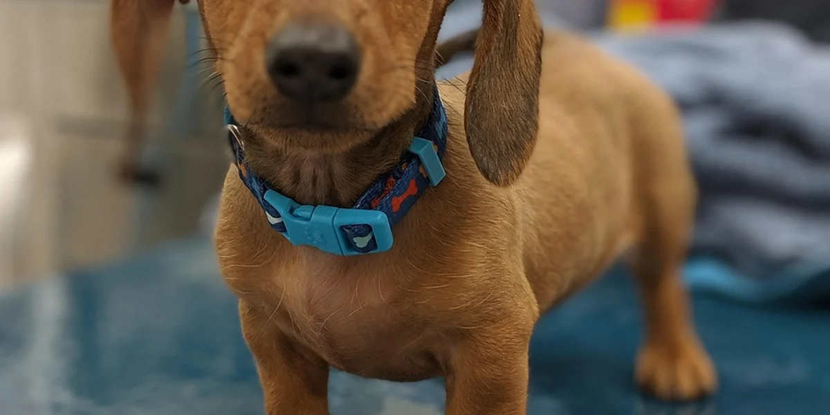 Close-up of a brown dachshund wearing a bright blue collar, standing on a blue surface.