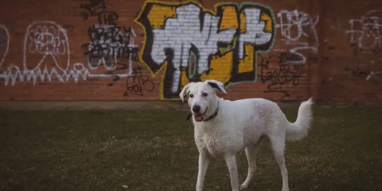 White dog standing on grass in front of graffiti-covered wall.