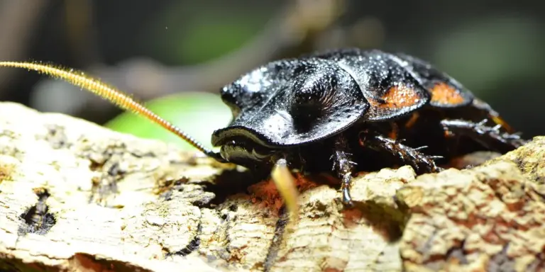 Close-up of a mature Dubia roach (Blaptica dubia) with a shiny black body and long antennae on a textured piece of wood.