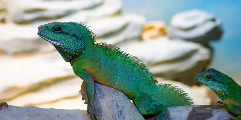 Two green lizards with spiny dorsal crests perched on a rocky surface.