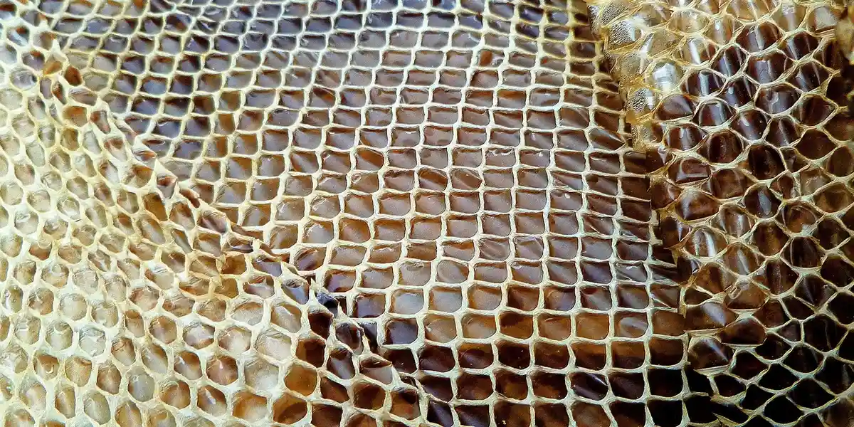 Close-up of a reptile's scales visible beneath a fine mesh, illustrating the texture of shedding skin.