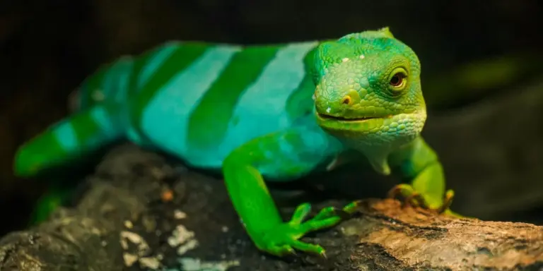 Emerald green day gecko with darker stripes perched on a rock