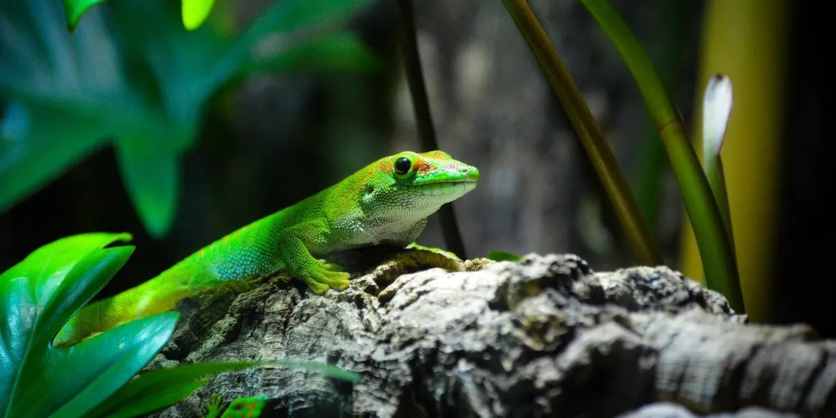 Bright green gecko perched on a textured rock inside a terrarium, surrounded by tropical plants.