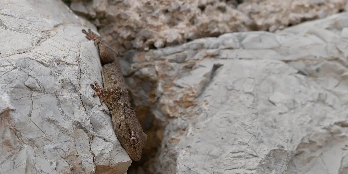 Gecko clinging to light-colored rocks, illustrating a naturalistic habitat concept for a new gecko.