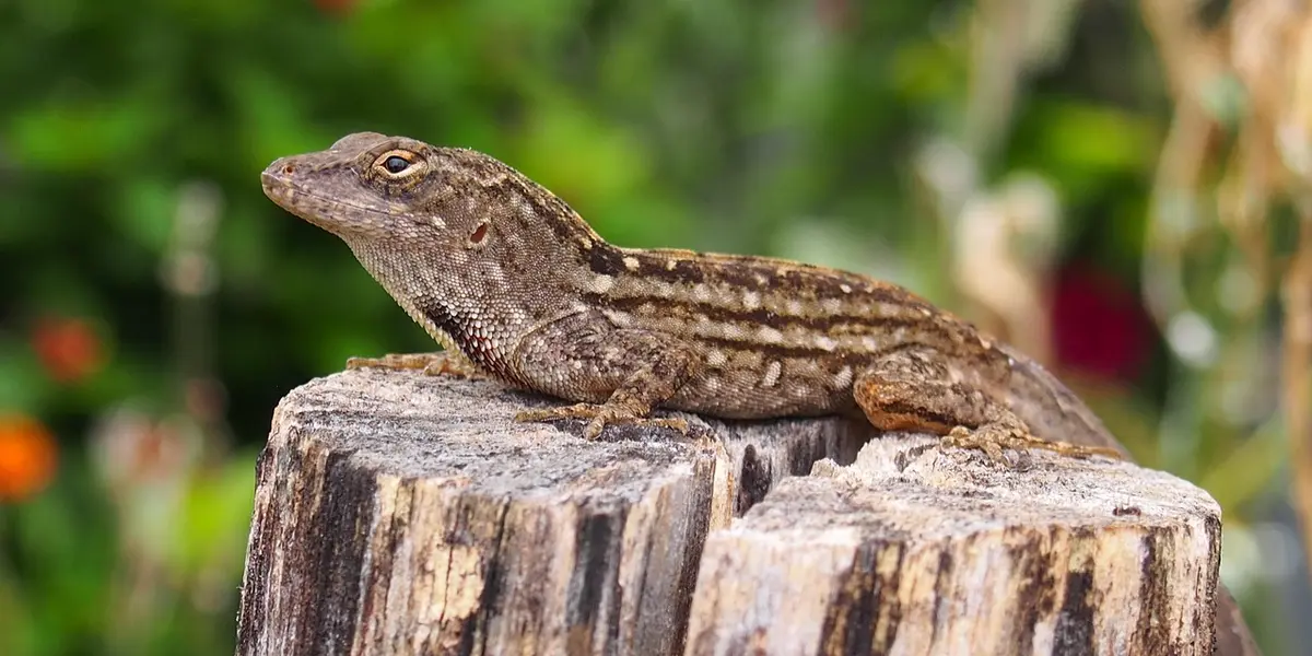 Brown gecko perched on a rough, weathered log with a blurred green background.