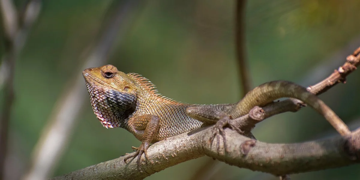 Gecko perched on a branch in natural light.