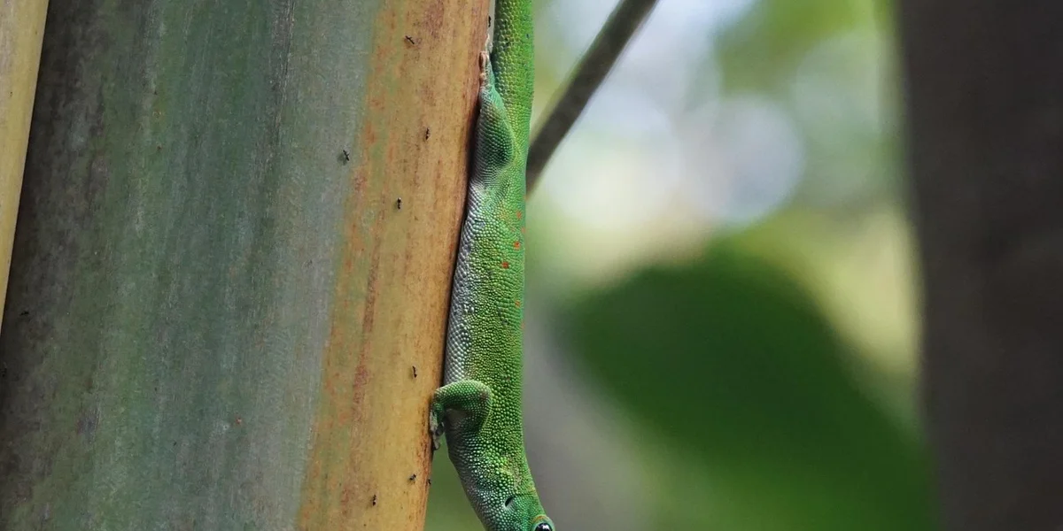 A bright green gecko clinging to a vertical plant stem in a leafy environment.