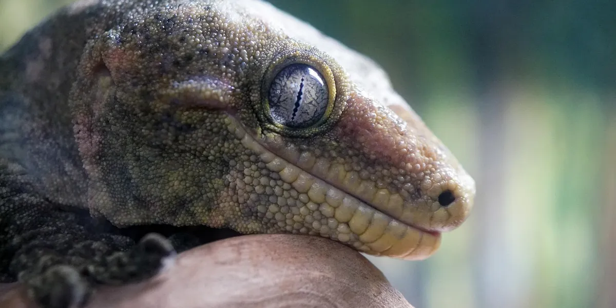 Close-up of a gecko’s head with textured skin and a prominent eye