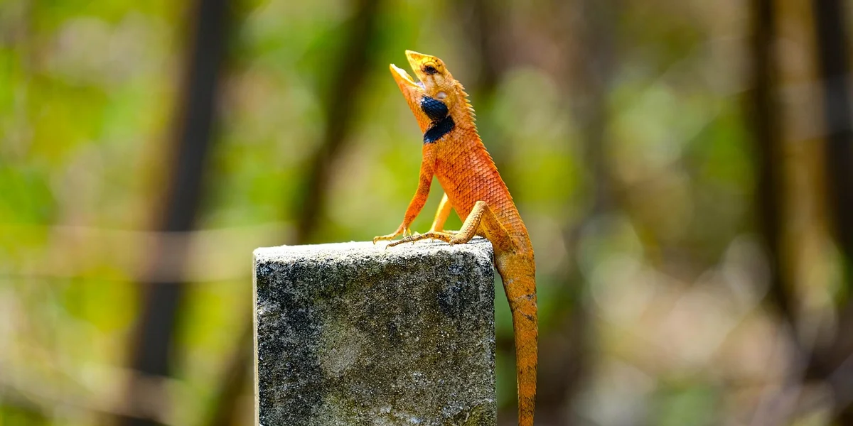 Orange gecko perched on a weathered concrete block outdoors