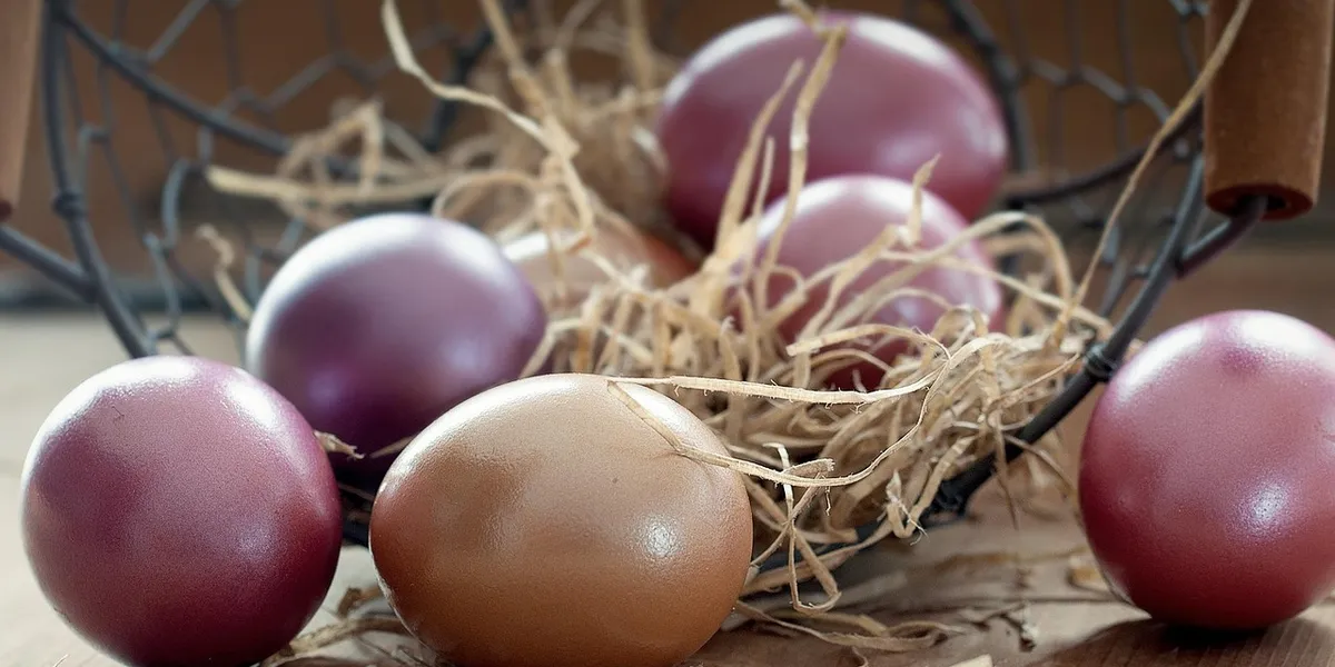 Gecko eggs nestled in a straw nest