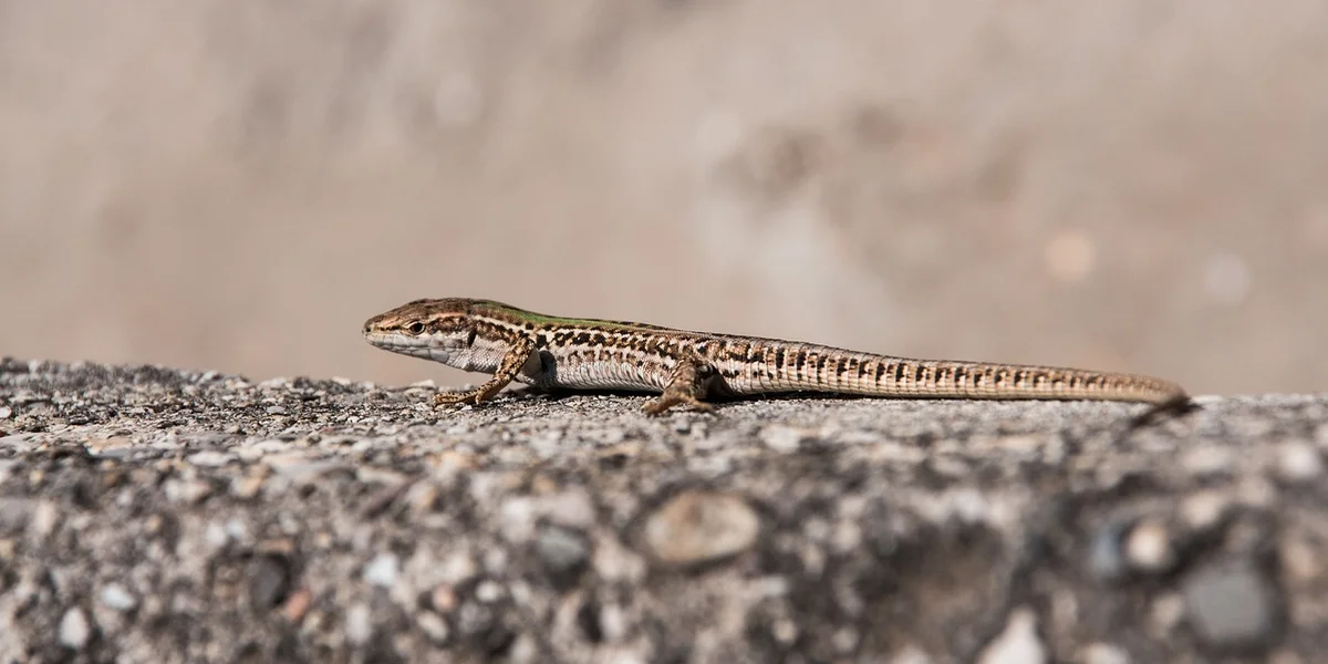 A small patterned gecko crawling along a rough concrete surface.