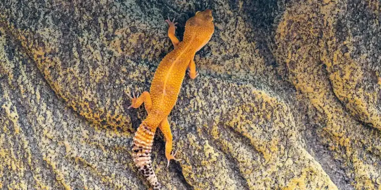 Orange gecko clinging to a rough rock surface, illustrating gecko foot adhesion